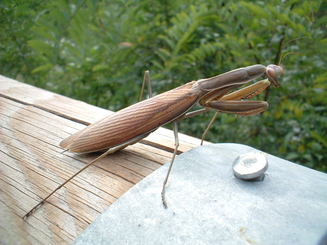 Mantis religiosa